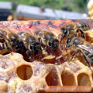 foto de grupo de abejas trabajando en un panal de miel HD